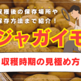 ジャガイモの収穫時期の見極め方