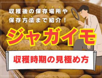 ジャガイモの収穫時期の見極め方