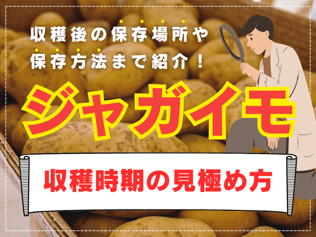 ジャガイモの収穫時期の見極め方