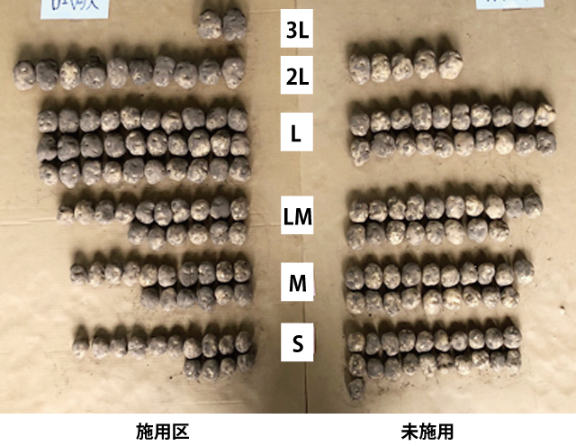 じゃがいも実証試験2