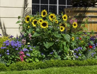 ヒマワリを中心とした夏の花々