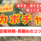 カボチャの収穫時期と見極めのコツ！早すぎ・遅すぎを防ぐには【プロ解説】