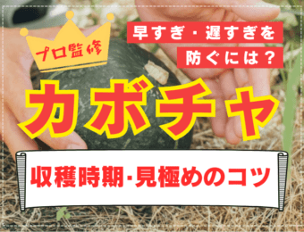 カボチャの収穫時期と見極めのコツ！早すぎ・遅すぎを防ぐには【プロ解説】