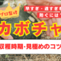 カボチャの収穫時期と見極めのコツ！早すぎ・遅すぎを防ぐには【プロ解説】