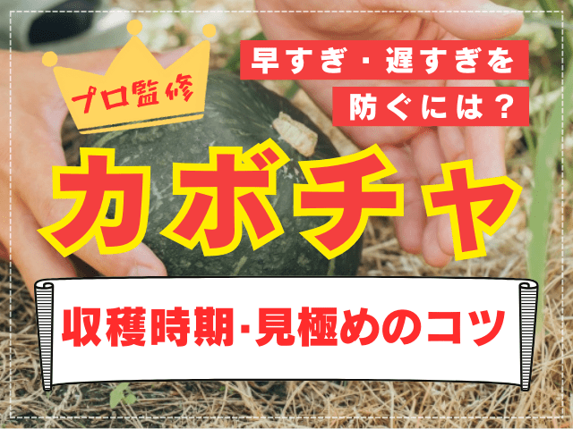 カボチャの収穫時期と見極めのコツ！早すぎ・遅すぎを防ぐには【プロ解説】