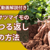 動画解説付きサツマイモの鶴返しの方法