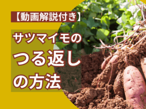 動画解説付きサツマイモの鶴返しの方法