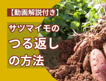 動画解説付きサツマイモの鶴返しの方法