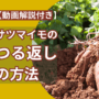 動画解説付きサツマイモの鶴返しの方法