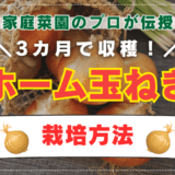 【家庭菜園のプロが教える】3カ月で収穫！ホーム玉ねぎの栽培方法