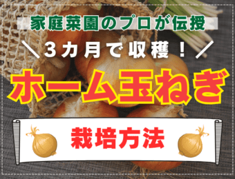 【家庭菜園のプロが教える】3カ月で収穫！ホーム玉ねぎの栽培方法