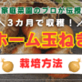 【家庭菜園のプロが教える】3カ月で収穫！ホーム玉ねぎの栽培方法