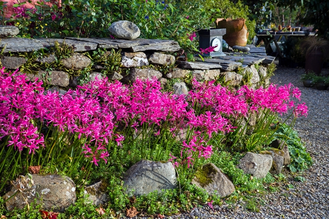 群生して咲くピンク色のネリネの花