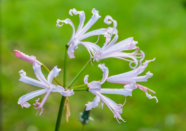 淡いピンク色のネリネの花