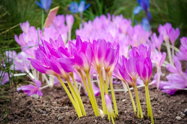 群生して咲くコルチカムの花