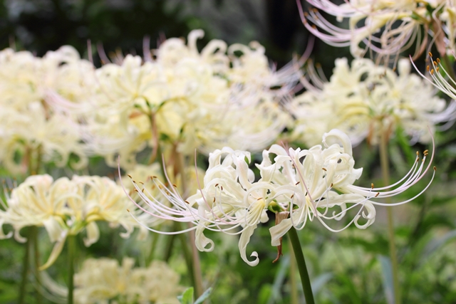 群生して咲くリコリスの白い花