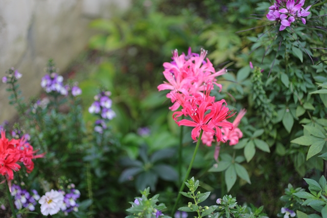 ピンクと紫色の花が咲く秋のガーデン