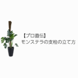 【プロ直伝】モンステラの支柱の立て方 FV