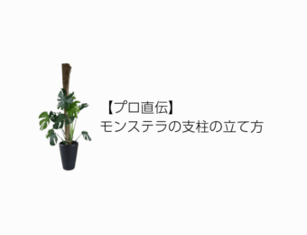 【プロ直伝】モンステラの支柱の立て方 FV