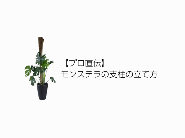 【プロ直伝】モンステラの支柱の立て方 FV