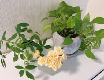 玄関に観葉植物を飾る