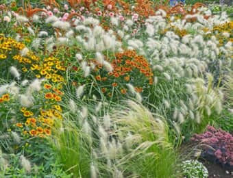 オーナメンタルグラスと秋の花々