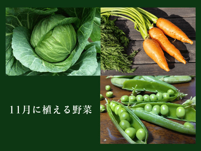 11月に植える野菜