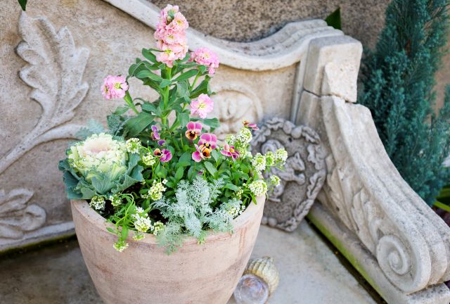 ストックの寄せ植え