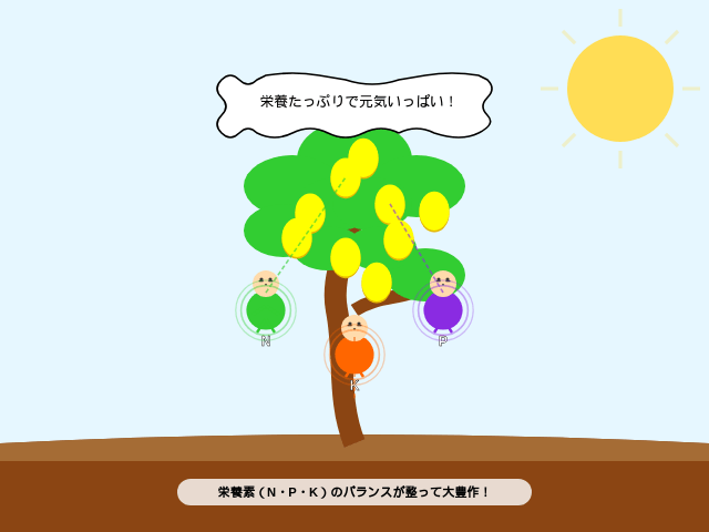 栄養たっぷりで豊作のレモンの木