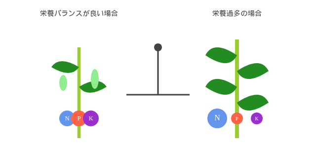 栄養バランスの良いきゅうりと栄養過多のきゅうり