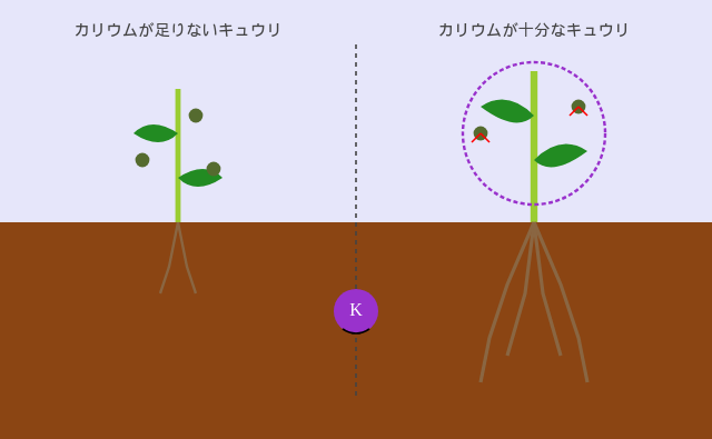 カリウムが足りないきゅうりと十分なきゅうりの比較図