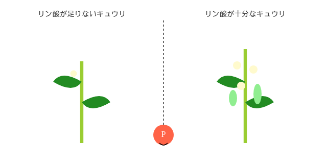 リン酸が足りないきゅうりと十分なきゅうりの比較図
