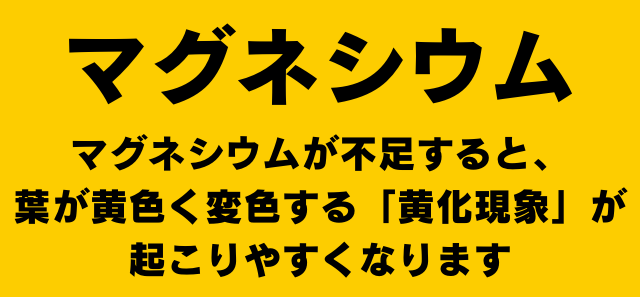 マグネシウムが不足すると葉が黄色く変色する黄化現象が起こりやすくなります
