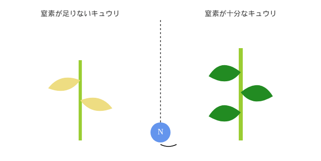 窒素が足りないきゅうりと十分なきゅうりの比較図