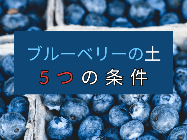 【初心者必見！】ブルーベリーが喜ぶ土の5つの条件・おすすめ・選び方