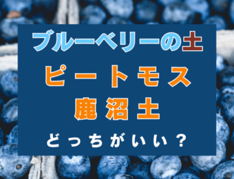 ブルーベリーの土 ピートモス鹿沼土どっちがいい？