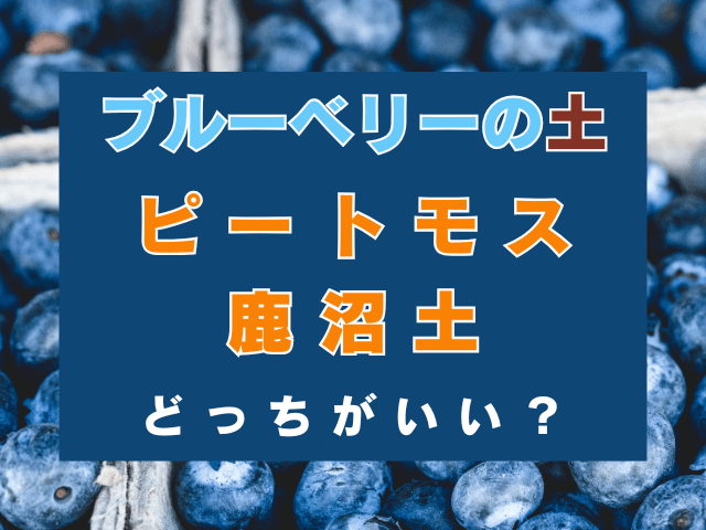 ブルーベリーの土はピートモスと鹿沼土のどちらが適してる？