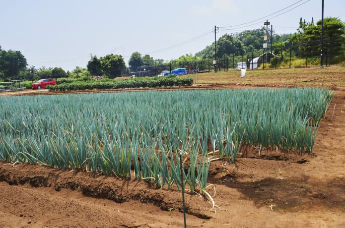 ねぎ畑
