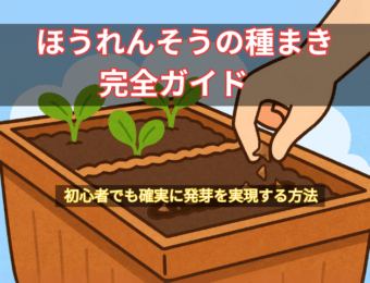 ほうれん草の種まき完全ガイドFV