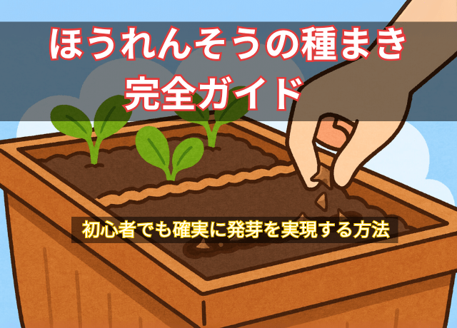 ほうれんそうの種まき完全ガイド｜初心者でも確実に発芽を実現する方法