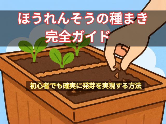 ほうれんそうの種まき完全ガイド｜初心者でも確実に発芽を実現する方法