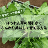 ほうれん草の間引きでふんわり美味しく育てる方法