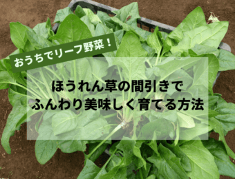 ほうれん草の間引きでふんわり美味しく育てる方法