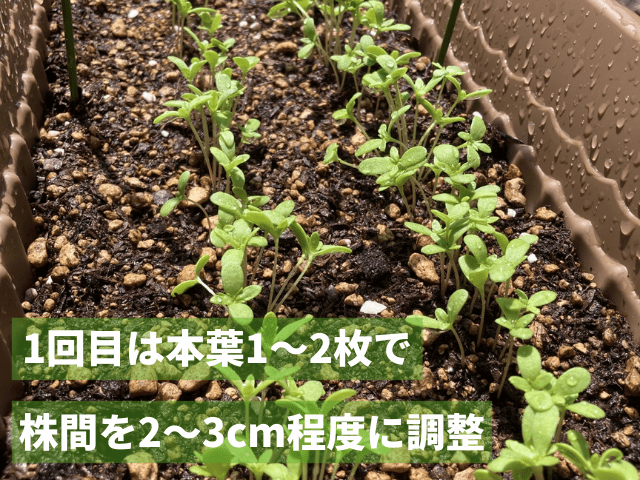 1回目は本葉1〜2枚で