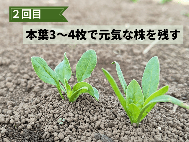 2回目｜本葉3〜4枚で元気な株を残す