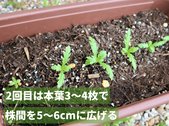 2回目は本葉3〜4枚で