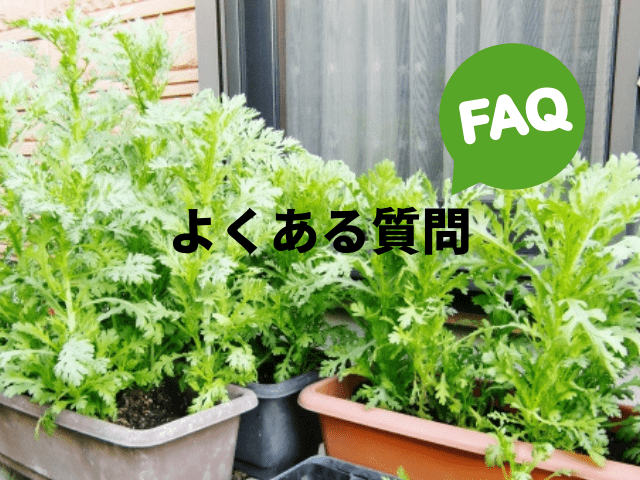 春菊栽培のよくある質問Q&A(1)