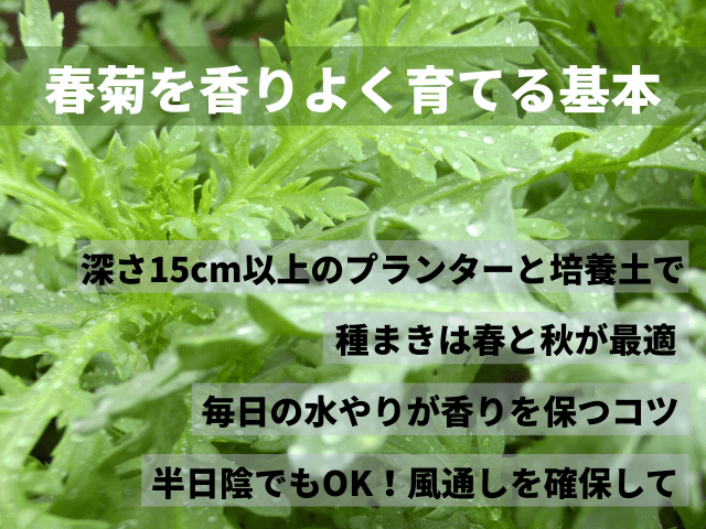 春菊を香りよく育てる栽培の基本