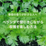 春菊　間引き　記事アイキャッチ画像