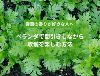 春菊　間引き　記事アイキャッチ画像